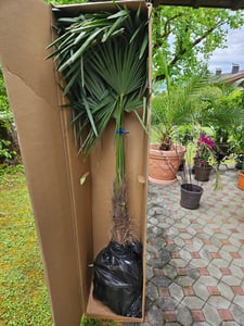 XXL Palme Stammhöhe 40-50 cm winterhart 160-180 cm Trachycarpus fortunei, Hanfpalme, Kunden-Foto 66