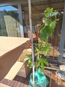 Figuier 'Brown Turkey' sur tige 70-100 cm - Ficus carica 'Brown Turkey' - variété mi-précoce Photo du client 7
