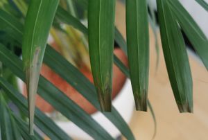 [Palmenlager] Goldfruchtpalme 150 cm - Areca Palme mit dichtem XL Wuchs - Topf 24 cm Ø // Zimmerpflanze Zimmerpalme // Kunden-Foto 1