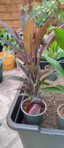 Set di 3 piante di Cordyline fruticosa, detta anche "Keulenlilie", in vaso da 12 cm Foto del cliente 2