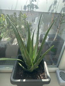 Pianta di aloe vera XXL, 5 anni, 60-70 cm – Grande succulenta, facile da curare, ideale per la cura della pelle e come decorazione Foto del cliente 1