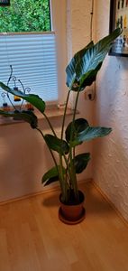 [Palmenlager] XL Strelitzia nicolai - Paradiesvogelblume - 140 cm - 3er Tuff / Baumstrelitzia / mediterrane Pflanze Kunden-Foto 1