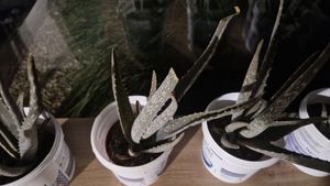 Aloe – circa 4-5 anni – vaso da 15 cm Foto del cliente 7