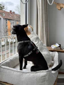 Hundekorb Orthopädisches Premium Hundebett, flauschig weich, abnehmbar/waschbar Cord, wärmender Cord Bezug / herausnehmbare Innenmatratze Kunden-Foto 1