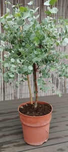 Eucalyptus Gunni Stamm Eukalyptusbaum, 70 - 90 cm, Pflanze winterhart Kunden-Foto 3