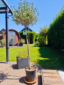 Olivenbaum Stamm Olive 80 - 100 cm hoch, beste Qualität, Olea Europaea Kunden-Foto 11