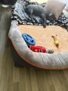 WISFOR Orthopädisch Hundebett Hundesofa Hundecouch Hundekissen große Hunde Schlafplatz, wasserfest waschbar Bezug abnehmbar L: 100x75x19cm Kunden-Foto 12