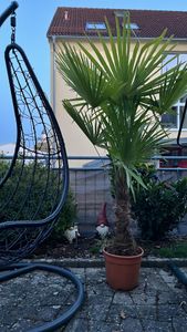 XXXXL 210 - 230 cm Trachycarpus fortunei Hanfpalme, winterharte Palme bis -18°C Kunden-Foto 11