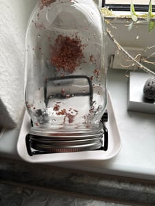 Sprossenglas, Sprossen Keimglas Set mit Edelstahl Gitterdeckel 2er Set 1000ml - Sprossen Keimgerät für Sprossen Keimlinge Kunden-Foto 1