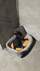 WISFOR Orthopädisch Hundebett Hundesofa Hundecouch Hundekissen große Hunde Schlafplatz, wasserfest waschbar Bezug abnehmbar L: 100x75x19cm Kunden-Foto 9
