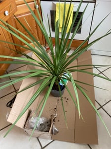 [Palmenlager] Cordyline australis 100 cm - Pot 17 cm Ø - Berg-Keulenlilie - Dracaena indivisa Kunden-Foto 1