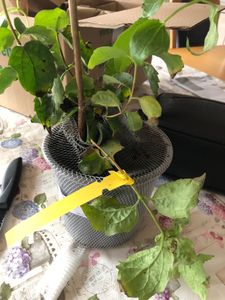 BALDUR Garten 1x Freiland-Hortensie 'SAXON® Schloss Wackerbarth', Pflanze im 12 cm-Topf, Hydrangea macrophylla, Gartenhortensie winterhart, pflegeleicht, für Standort im Schatten geeignet, blühend Kunden-Foto 2