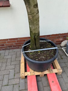 Olivenbaum Olive "20 Jahre" beste Qualität, Stammumfang 20 - 30 cm, winterhart, Olea Europaea Kunden-Foto 23
