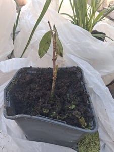 Sternjasmin ca. 120 cm - Immergrün, Duftend & Winterhart Trachelospermum jasminoides Kunden-Foto 5