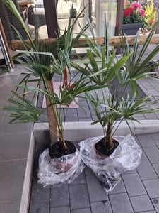 Seltene Trachycarpus Wagnerianus Hanfpalme bis 120 cm Höhe Frosthart bis -19 Grad Kunden-Foto 7