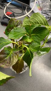 3er-Mix - Hydrangea Macrophylla - Rosa, Blau, Weiß - Hortensie - Bauernhortensie - Gartenpflanzen - Winterhart - 20-30 cm Hoch - Topf 10,5 cm Kunden-Foto 1