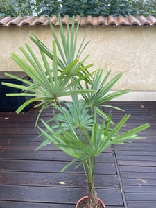 Trachycarpus Fortunei Hybrid Hanfpalme bis 130cm aus Freilandzucht Frosthart bis -18 Grad Kunden-Foto 3
