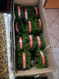 1 plante buis 20-25 cm arbuste Buxus sempervirens Photo du client 5