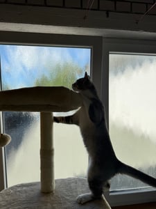 COSTWAY 149 cm hoog, meerlaags krabboom, speeltoren met sisal krabpalen, kattenhuis, manden, ligplaatsen en speelgoed – een avontuurlijke speelplek voor katten Klantenfoto 2