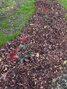 BALDUR Garten 5er Immergrüne Photinia 'Red Robin', Pflanzen im 9x9 cm-Topf, Heckenpflanze, Glanzmispel winterhart, blühend, Photinia fraseri 'Red Robin', Photinia fraseri, schnellwachsend Kunden-Foto 2