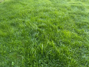 Fepro® Rasensamen Sport- und Spielrasen Sportrasen Grassamen Rasen Rasensaat Gras, 2 x 10kg Sack Kunden-Foto 3