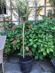 Sunny Tree - Hoogstammige olijfboom, 170 centimeter hoog - Olea europea - 25 jaar oud - Winterhard tot -18 graden - Vruchtdragend - Fruitboom - Geschikt voor zonnige standplaatsen Klantenfoto 49