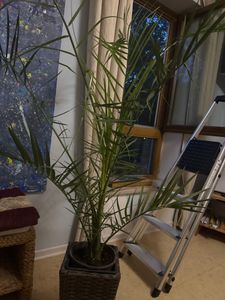 Kanarische Dattelpalme 120-150 cm - Phoenix canariensis - Phönixpalme Kunden-Foto 3