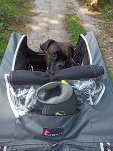 Doggyhut S-Line XXL Hundeanhänger & Hundebuggy mit Federung 2 in 1 Hunde Fahrradanhänger Jogger gefedert bis 45 kg Kunden-Foto 5