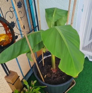 Bananenstaude Banane Musa Basjoo 140 - 170 cm winterhart Staude japanische Faserbanane Kunden-Foto 1