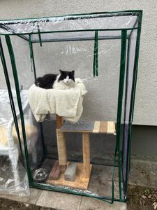 Katze glücklich