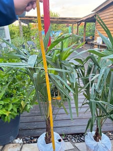 XXL winterharte Palme Hanfpalme 160-220 cm -18 °C Trachycarpus Fortunei Kunden-Foto 29