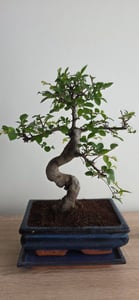 Bonsai Baum mit Keramik Blumentopf - Ligustrum, Ficus, Carmona, Podocarpus, Chinese elm - ca. 6-9 Jahre (20cm Schale ca. 8 Jahre, Chinese elm P20 S) Kunden-Foto 6