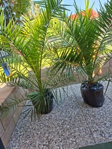 2 Stück Palme XXL 180 cm Phoenix canariensis, kanarische Dattelpalme, winterhart Kunden-Foto 3