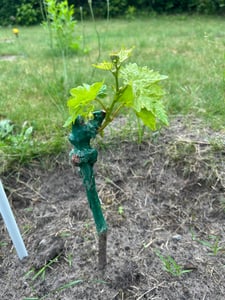 BALDUR Garten 1x Weinreben Datteltraube 'Souvenir®' , Vitis vinifera, Im 10 cmTopf, winterhart, Wasserbedarf gering, selbstfruchtend, reiche Ernte an essbaren Früchten Kunden-Foto 1