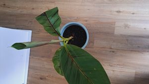 Green boutiQ - Obstpflanze - Musa Ever Red - Bananenbaum - Winterhart - Grün-Rot - 2 Pflanzen - Topf 15cm - Höhe 50cm Kunden-Foto 2