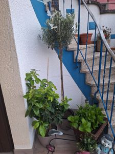 Grünwaren: echter Zitronenbaum 70 - 100 cm Zitrone Citrus Limon Zitruspflanze Kunden-Foto 5