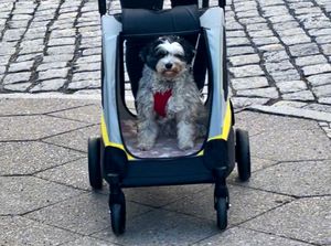 WISFOR Hundebuggy Faltbar, XL Hundewagen für mittelgroße und große Hunde bis 65kg,  Hundeanhänger Hundetasche mit verstellbar Griff Kunden-Foto 9