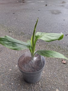 BALDUR Garten 1x Rosa Zwerg-Banane, Pflanze im 12 cm-Topf, Musa velutina, Keniabanane, exotische Bananen-Rarität, mehrjährig - frostfrei halten, Bananen-Früchte essbar Kunden-Foto 2