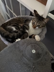 Purpurra Kratzbaum Extra-Dick Stämme XXL Stabil für Grosse Katzen, 114/170 cm Kunden-Foto 8