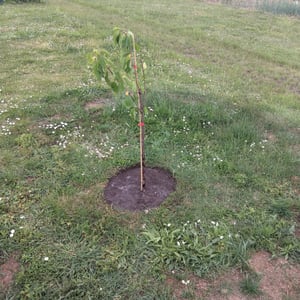 Prunus avium 'Kordia' Kirschbaum, 1,5 Liter Topf Kunden-Foto 2