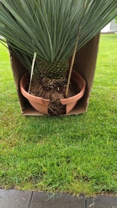 Yucca Rostrata 80 - 100 cm in Bonsai Schale | winterhart | Ø Krone 70 - 100 cm Kunden-Foto 1