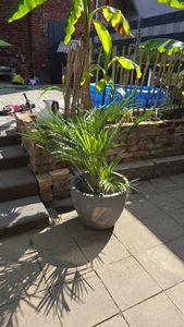 sada 2 mrazuvzdorných trpasličích paliem 70-90 cm Chamaerops humilis Jeden z najchladnejšie tolerantných druhov paliem v Európe Fotografia od zákazníka č. 6