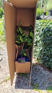 Drzewko limonki kaffir 70–100 cm – Citrus Hystrix (limonka kaffir, combava, papeda) – egzotyczna roślina cytrusowa do kuchni, na balkon i taras Zdjęcie produktu od klienta nr 2