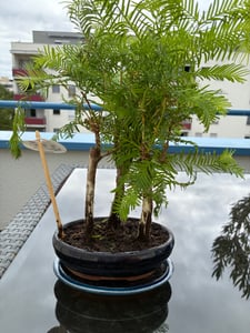 Buitenbonsai, prehistorische mammoetboom (Metasequoia), circa 30 cm – winterhard, gemakkelijk te verzorgen, mini-boom voor tuin, balkon en terras Klantenfoto 2