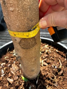 Olivenbaum Olive "20 Jahre" beste Qualität, Stammumfang 20 - 30 cm, winterhart, Olea Europaea Kunden-Foto 2