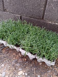Blauer Duft-Lavendel 48 Lavendel Pflanze angustifolia - Lavendelpflanzen winterhart - echter lavendel - Gartenpflanzen -    48 x Ø7 cm - 15 cm Kunden-Foto 7