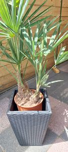 Trachycarpus fortunei Hanfpalme bis 130 cm Gesamthöhe aus Freilandzucht. Frosthart bis - 19 Grad Indoor und Outdoor Kunden-Foto 5