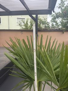 XXL Palme Stammhöhe 40-50 cm winterhart 160-180 cm Trachycarpus fortunei, Hanfpalme, Kunden-Foto 68