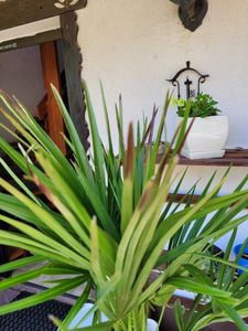 sada 2 mrazuvzdorných trpasličích paliem 70-90 cm Chamaerops humilis Jeden z najchladnejšie tolerantných druhov paliem v Európe Fotografia od zákazníka č. 7