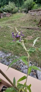 Buddleja davidii White Profusion 25-30 cm Schmetterlingsflieder Sommerflieder - Fliederspeer Kunden-Foto 4